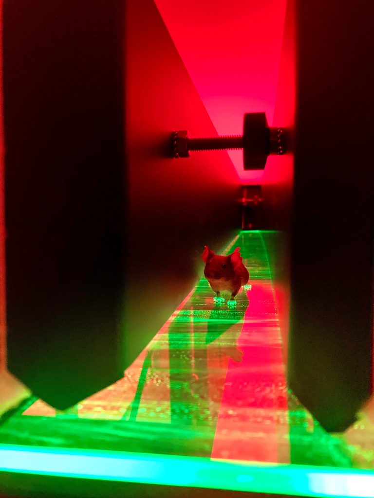 On the path of green by Anne Wienand