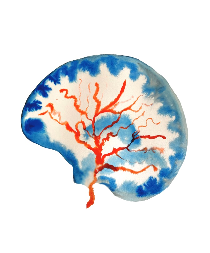 The cerebral fluids and vasculature by Daphne Naessens