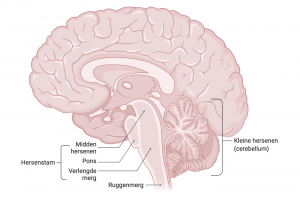 De kleine hersenen