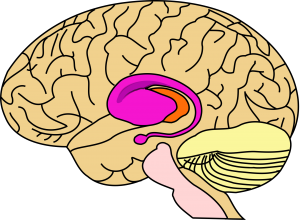basale ganglia